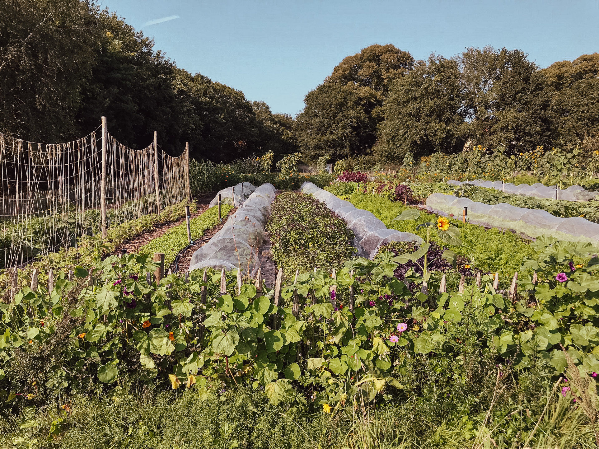 Garden with wooden trellises and rows of vegetables under a clear sky
