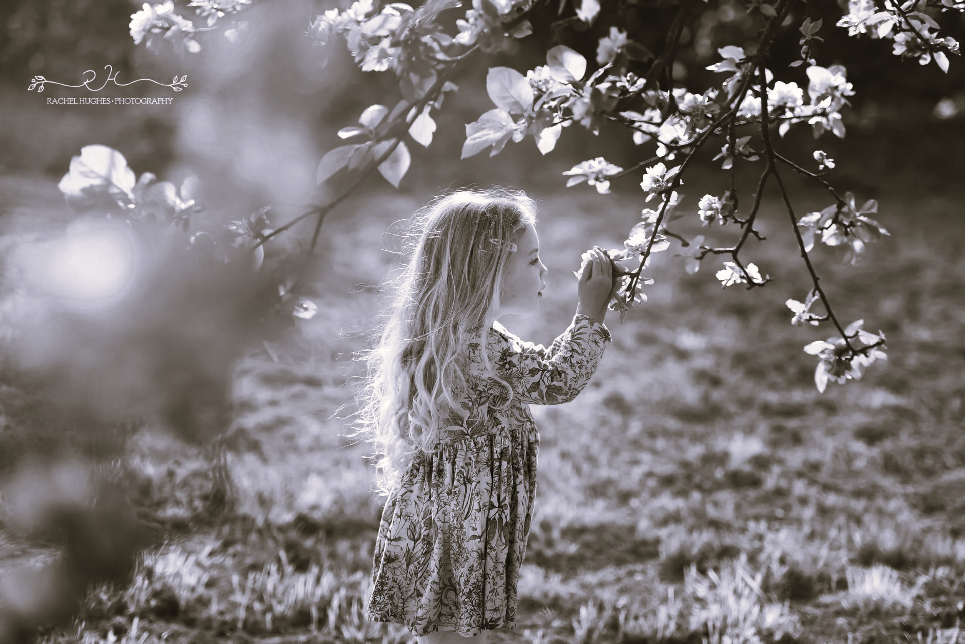 Sepia photograph of a young girl reaching for blossoms on a tree