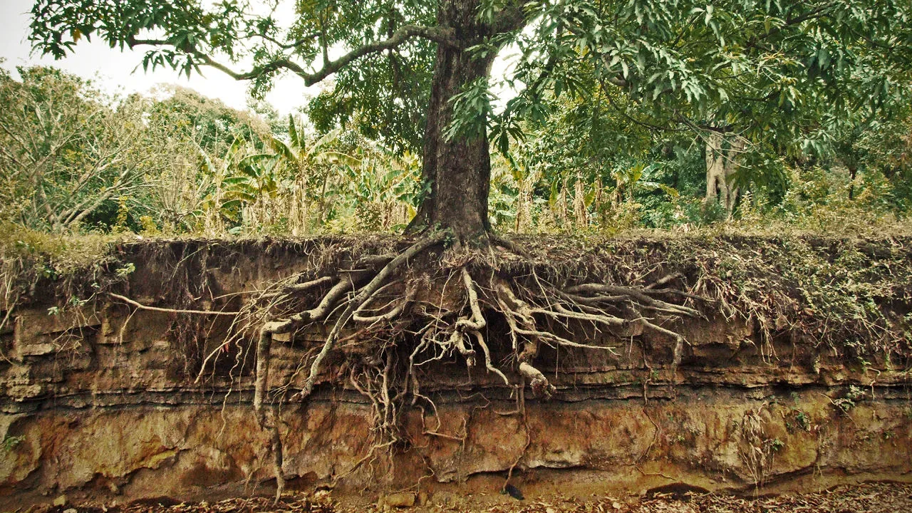 Exposed tree roots along a dirt embankment