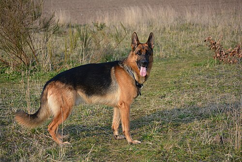 German shepherd standing alert in an open field