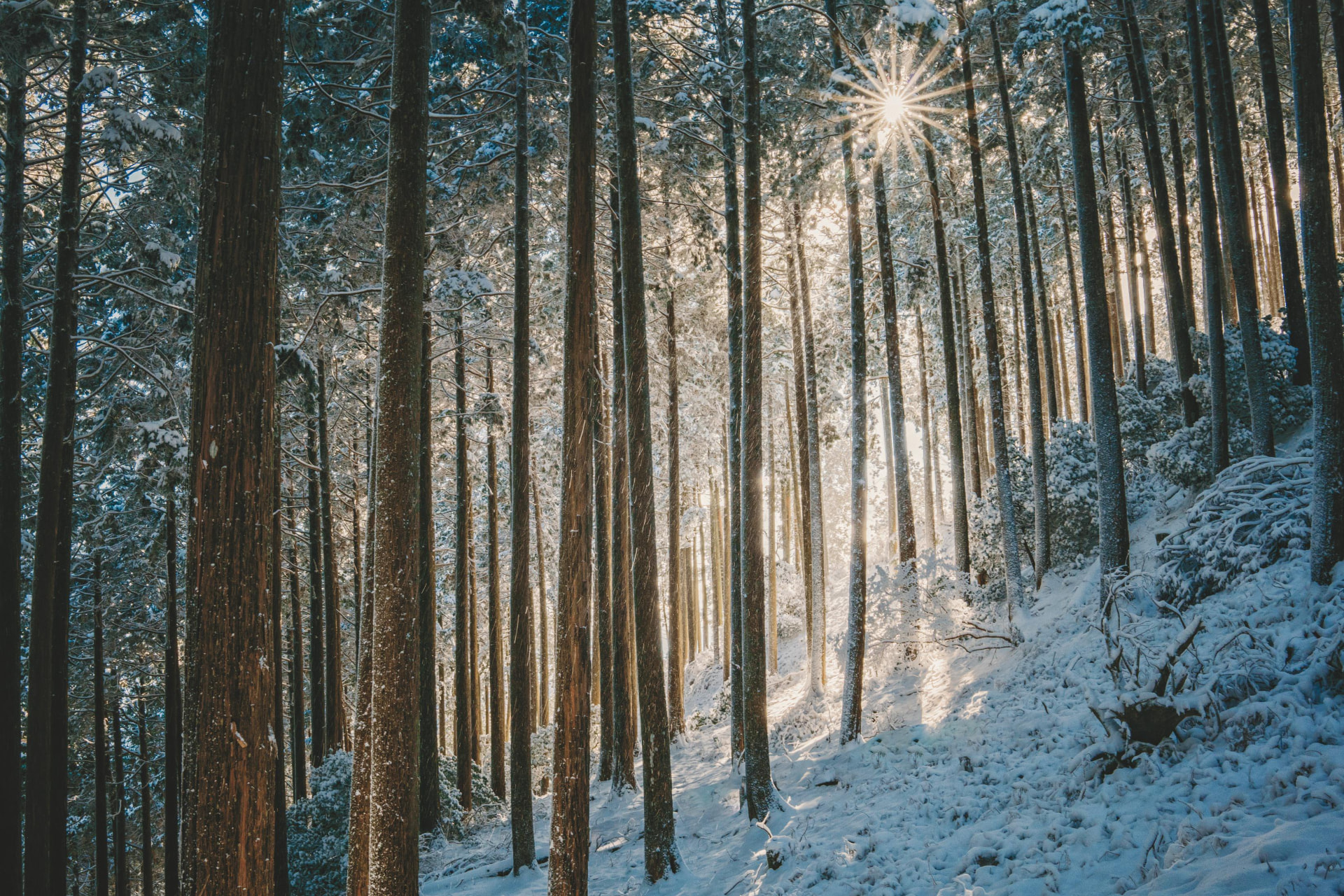 Sunlight breaking through a tall snow-covered pine forest